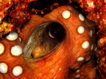 ''I'm watching you'' photo taken with housed Olympus C-75... by Michelle Grech 